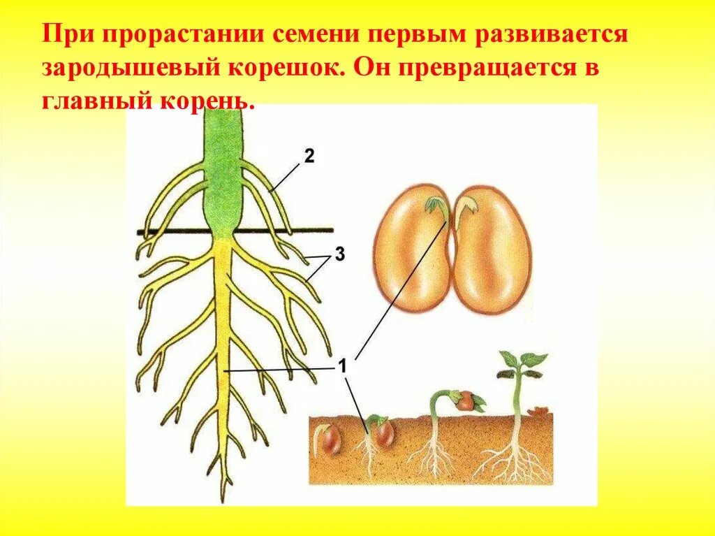 Зародышевый корешок у фасоли. Развитие из зародышевого корешка зародыша семени. Зародышевый корешок семени фасоли. Строение корня зародышевого корешка. Главный корень зародыша развивается