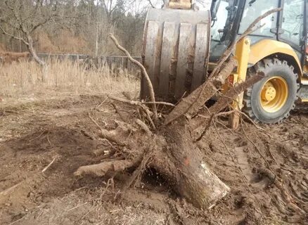 Выкорчевывание деревьев область
