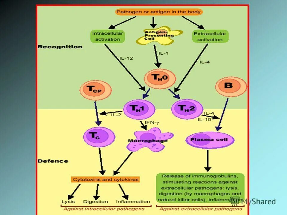 схема онтогенеза в-лимфоцитов. онтогенез иммунной системы человека. критические периоды развития иммунной системы у детей таблица. эмбриогенез иммунной системы. становление иммунитета в онтогенезе.