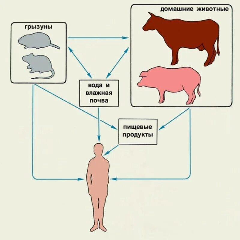 Схема заражения токсоплазмозом человека. Источник инфекции человек. Источники заражения человека. Источники заражения туберкулезом животные. Лептоспироз клинические проявления.