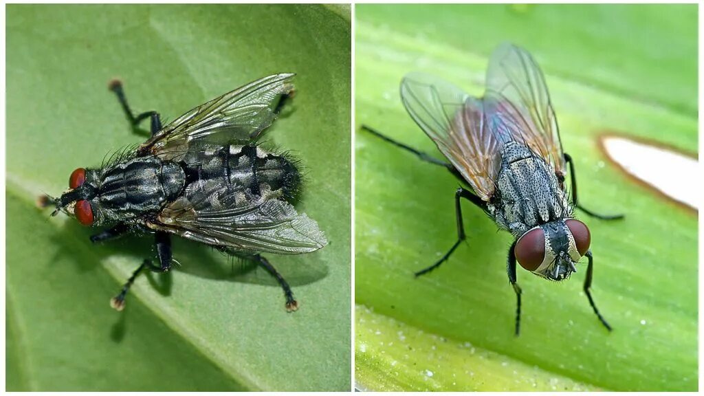 Вольфартова Муха. Вольфартова Муха (Wohlfahrtia magnifica). Вольфартова Муха Wohlfahrtia magnified. Вольфартова Муха строение. Зеленая мясная муха тип развития