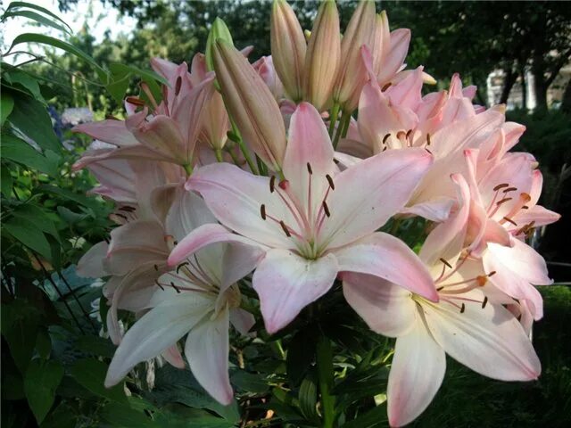 Лилия куинфиш фото Pin by sveta Gluchich on Светсад Plants, Garden