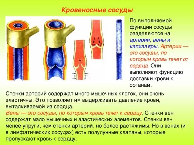 Капилляры выполняют функцию