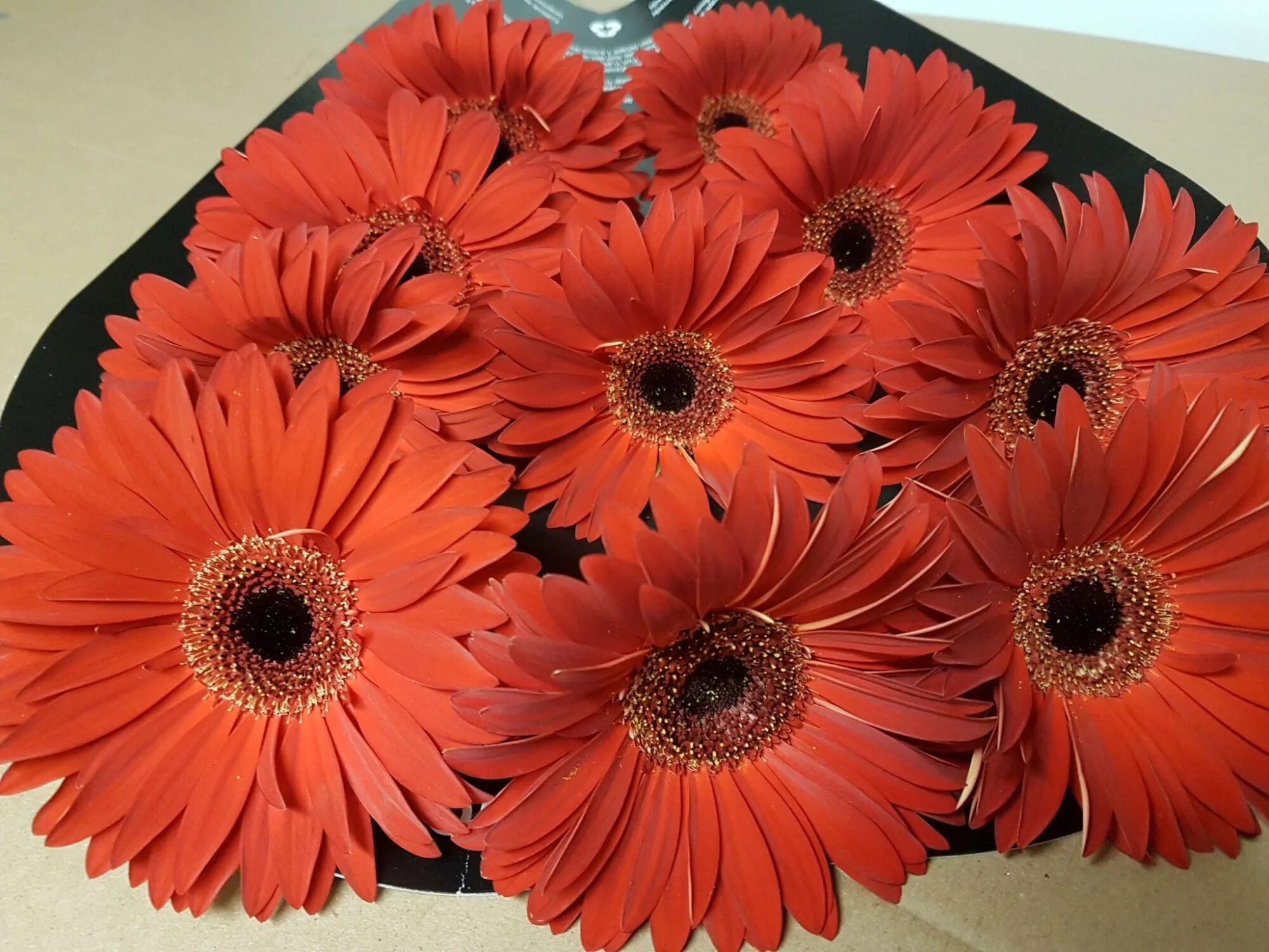 Гербера соцветие. Герберы pomnim. Гербера пикобелла. Гербера экстра. Гербера джемсона.