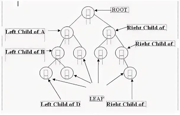Root left
