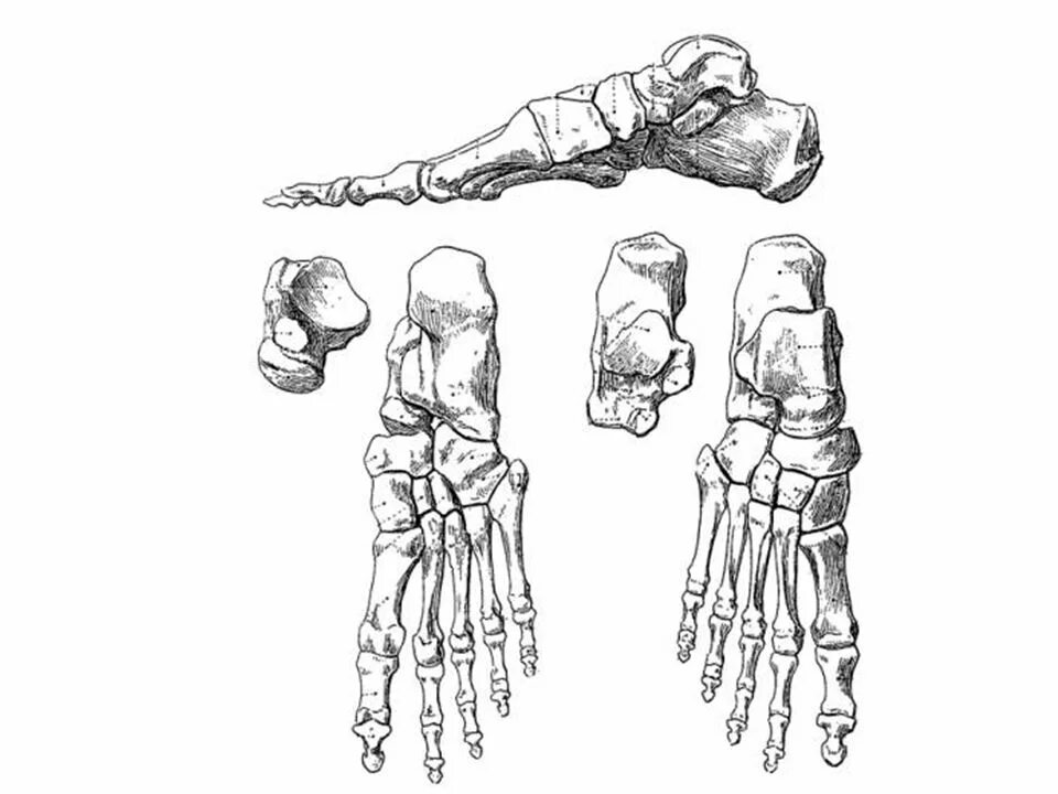 Кости стопы анатомия. Кость стопы анатомия. Кости стопы анатомия подошвенная. Кубовидная кость стопы анатомия.