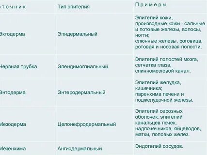 Уровни организации ткани
