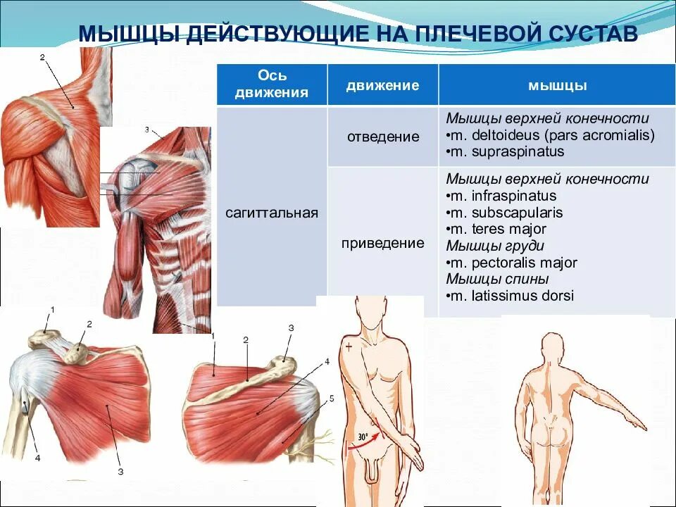 Мышцы приводящие в движение. Плечевой сустав мышцы действующие на сустав. Мышцы обеспечивающие движение в плечевом суставе. Мышцы приводящие в движение плечевой сустав. Отведение плечевого сустава мышцы.