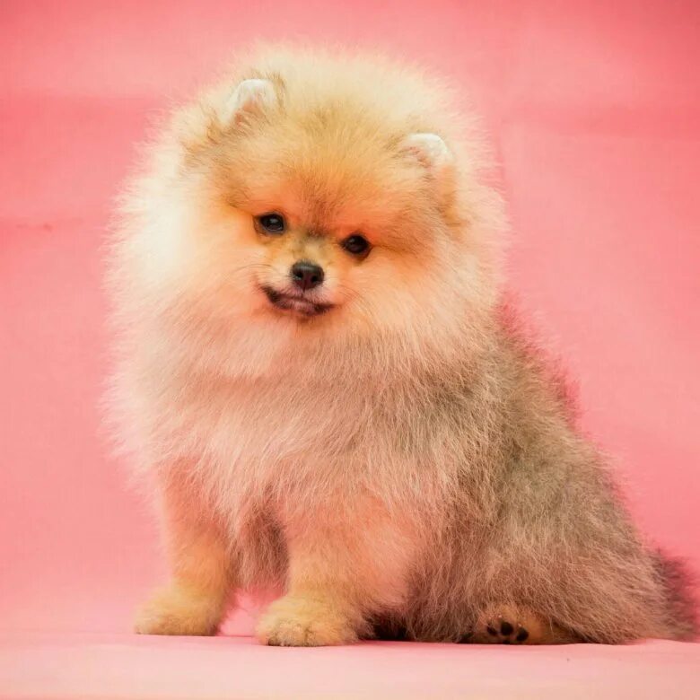 Померанский цвергшпиц. Померанский шпиц мини. Цверг померанский шпиц. Померанский шпиц стандарт. Померанский шпиц золотистый.