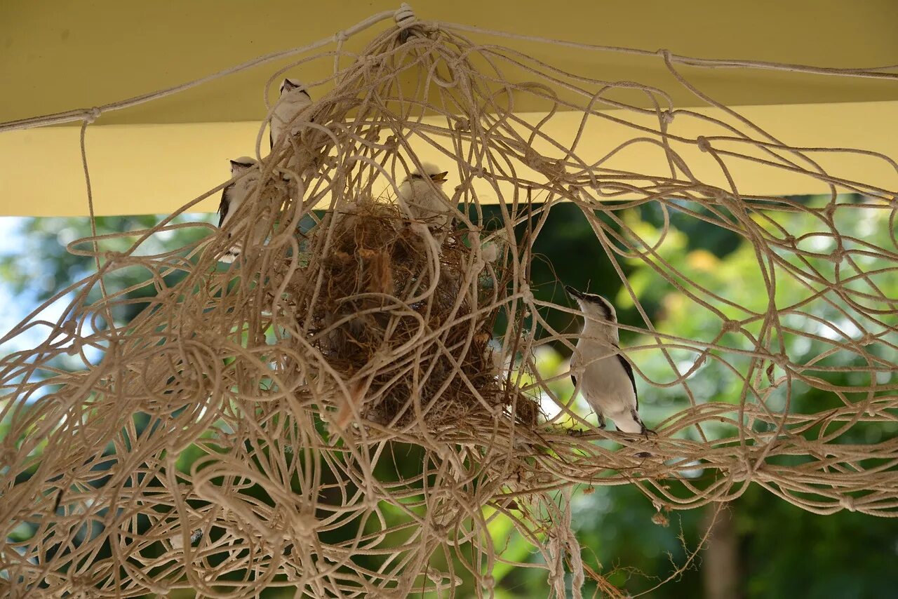 Необычные птичьи гнезда. Гнездо для птиц.. Гнездо из вешалок. Птица гнездовик.