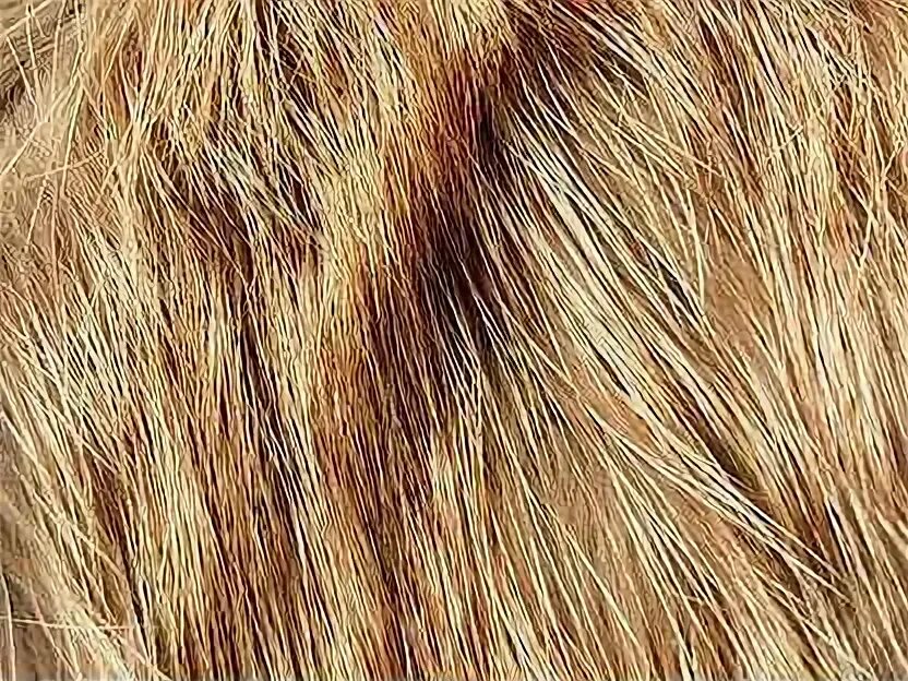 Густой мех. Густой мех. Густой мех. Меховая ткань. Длинношерстный мех.