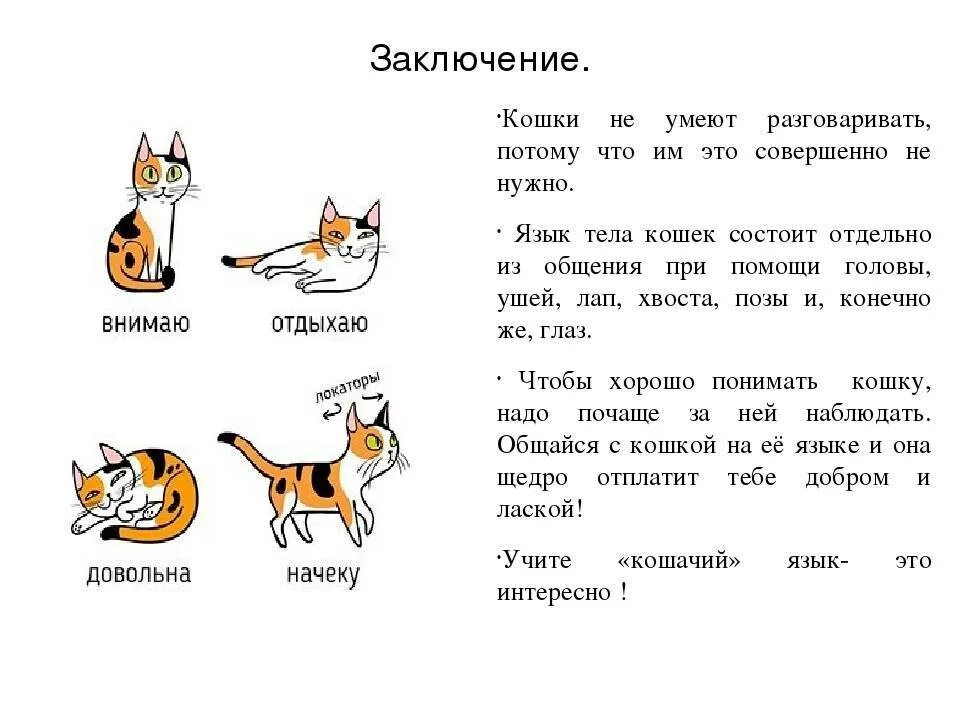 Как понять кошечку