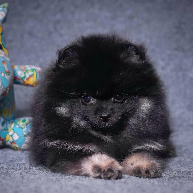 шпиц екатеринбург