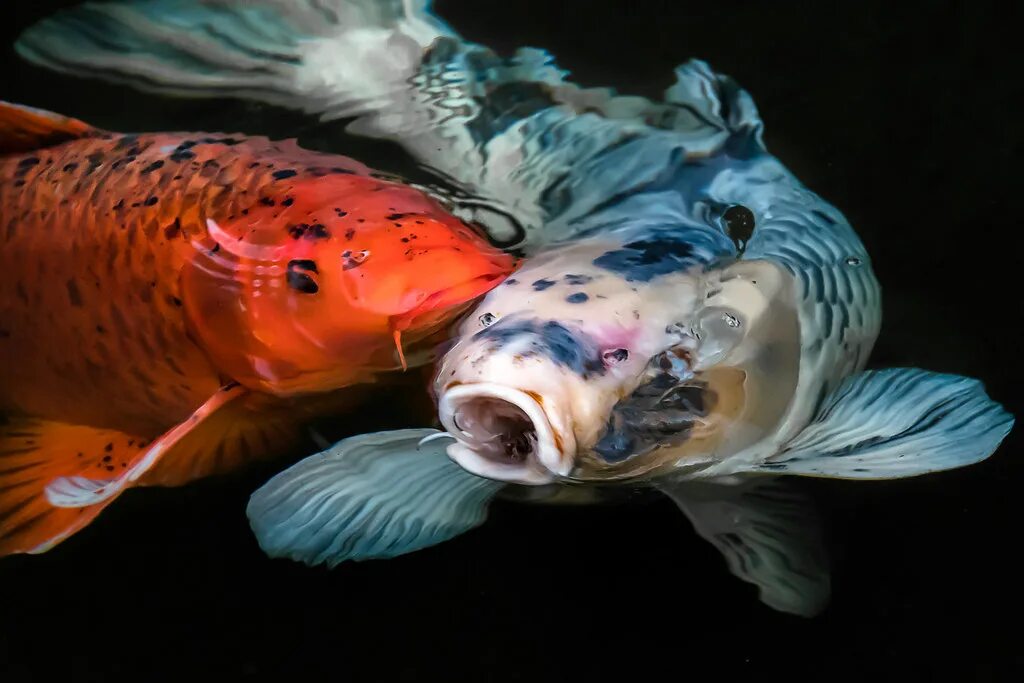 Decorative koi carp fish free image - № 45815
