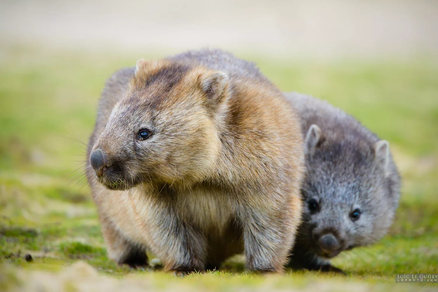 Wombat перевод. Австралийский вомбат. Северный шерстоносый вомбат. Длинношёрстные вомбаты. Сумчатый вомбат.