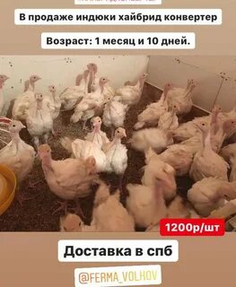 Хайбрид конвертер индюки таблица роста
