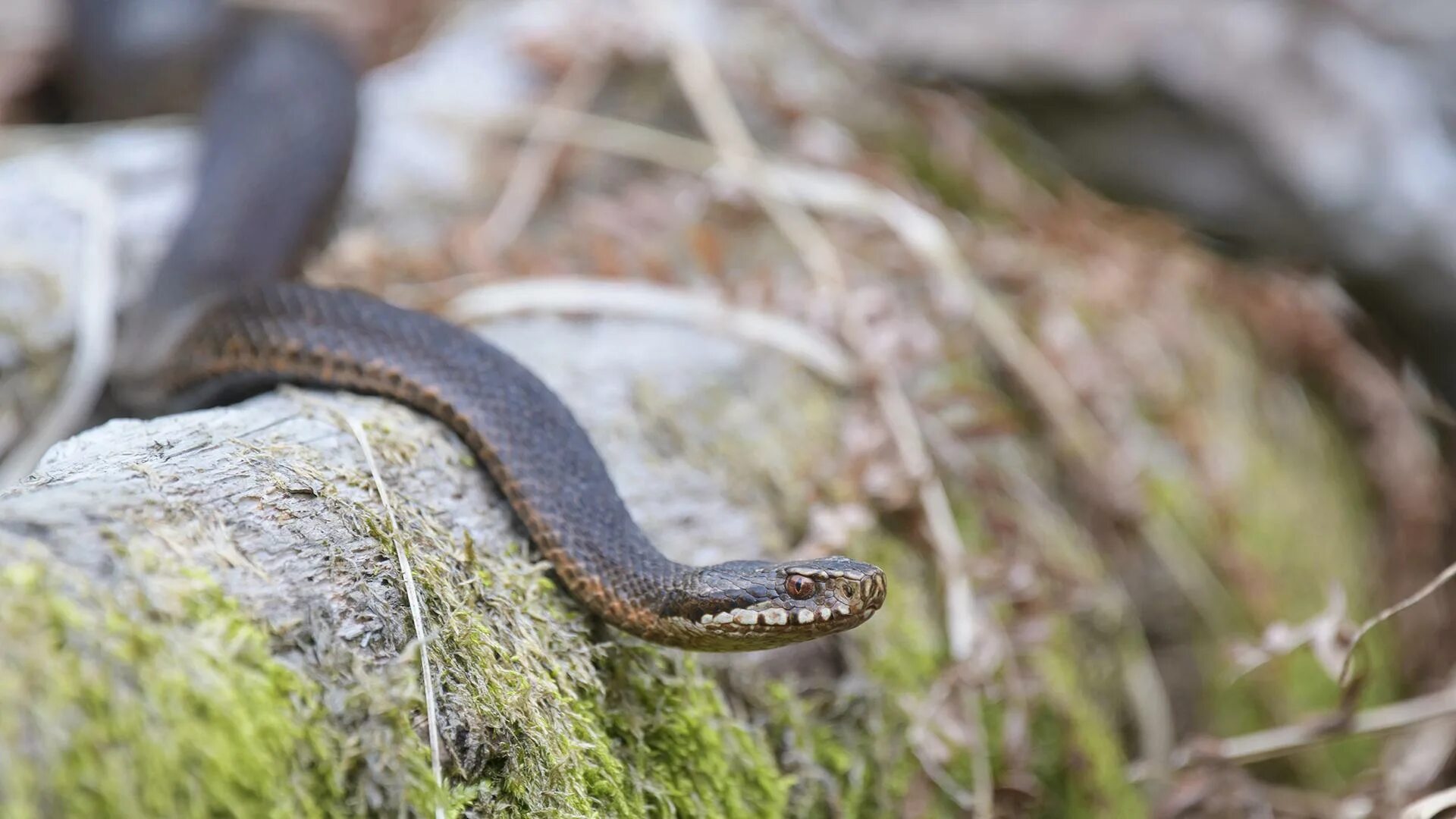 Обыкновенная гадюка (Vipera berus). Гадюка Уральская. Гадюка черная Подмосковная. Подмосковная гадюка обыкновенная.