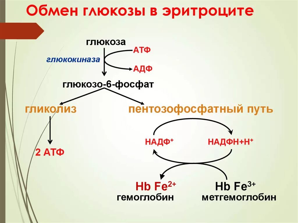 Пентозофосфатный путь метаболизма Глюкозы. Пентозофосфатный путь и цикл. Пентозофосфатный путь биохимия цикл. Пентозофосфатный путь биохимия схема.