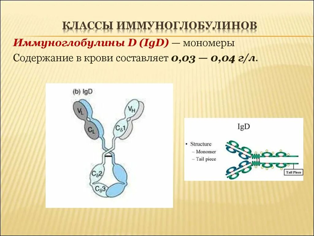 Иммуноглобулины класса д. Иммуноглобулин д иммунология. Иммуноглобулин d строение. Структура иммуноглобулина d.