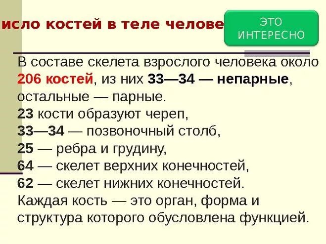 Сколько у взрослого человека