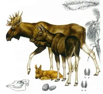 Роды оленя