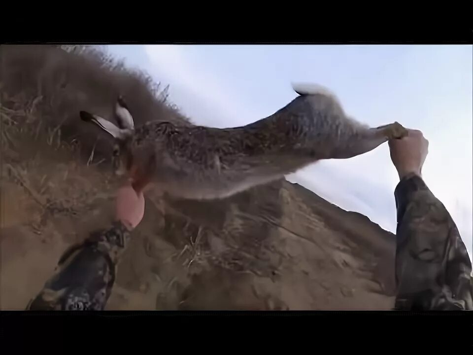 Охота на зайца в краснодарском крае. Охота на зайца в краснодарском крае 2024. Охота на зайца в краснодарском крае 2024. Открытие охоты на зайца в краснодарском крае. Охота на зайца в краснодарском крае 2024.