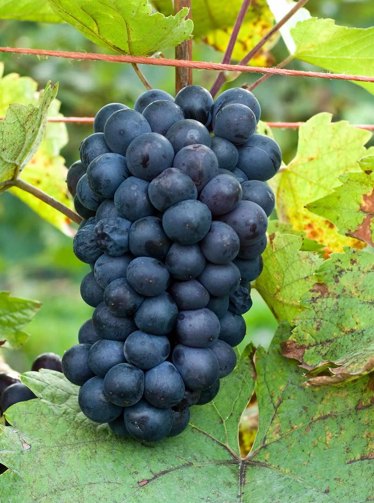 Сорт виноградного вина. Виноград черный доктор Кефесия. УСАХЕЛАУРИ виноград. Массандра сорт винограда. УСАХЕЛАУРИ сорт винограда.