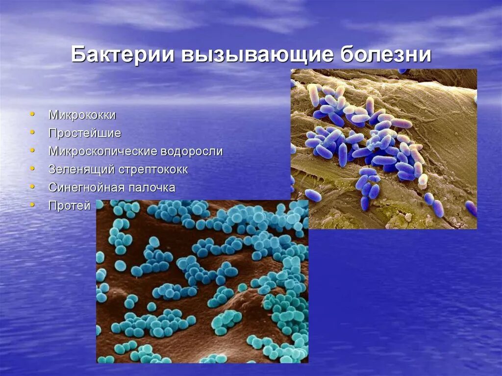 Бактерии и бактериальные заболевания. Болезни вызываемые микроорганизмами. Заболевания вызванные бактериями. Заболевания человека вызываемые микроорганизмами. Какие болезни вызывающие бактериями вам известны