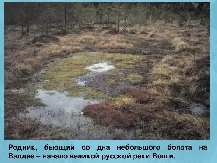 Что может быть в болоте. Родник в болоте. болото внутри.