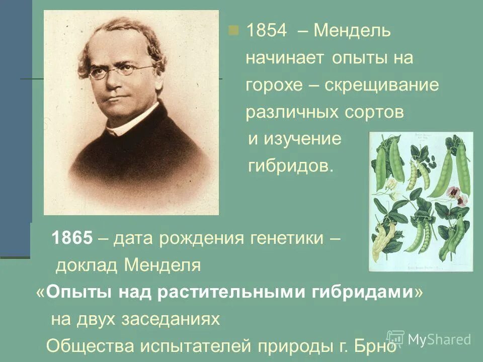 Грегор мендель использовал в своих исследованиях. Грегор мендель. Грегор мендель использовал в своих исследованиях. Грегор мендель вклад в развитие биологии. Методы исследования менделя.