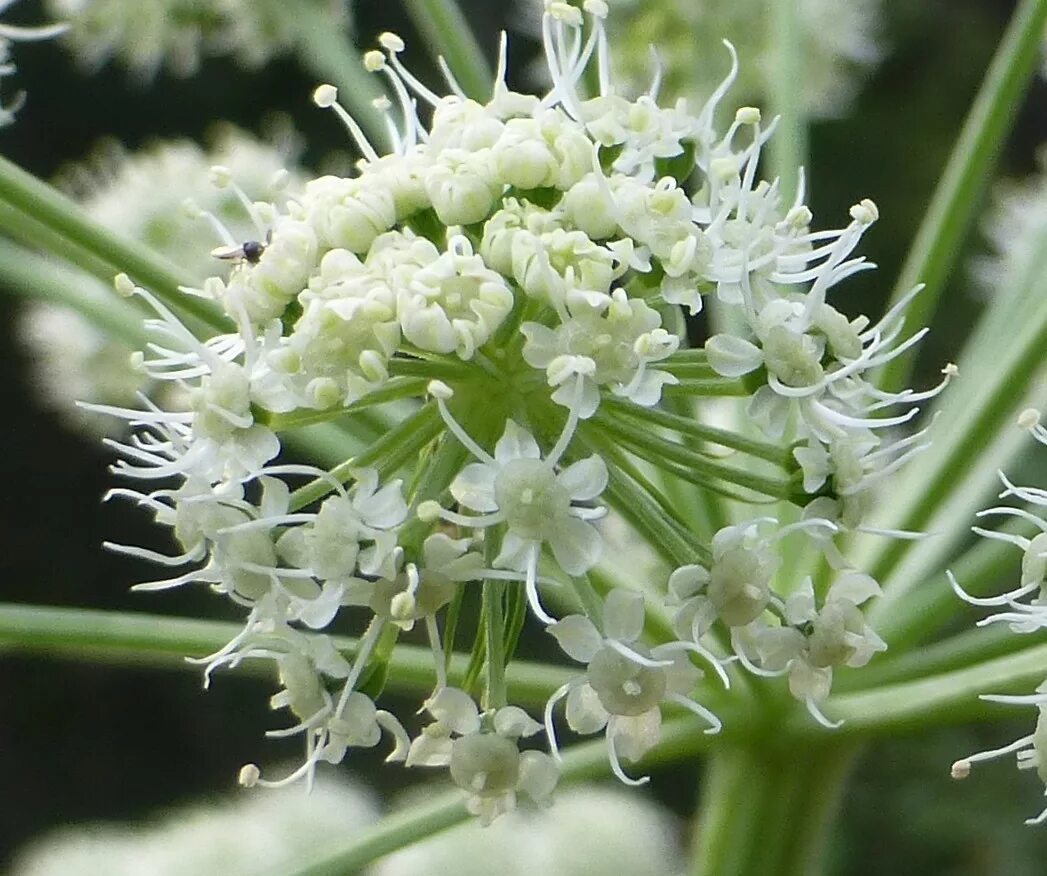 Семейство сельдерейные. Apiaceae-Umbelliferae. Семейство зонтичные соцветия. Дудник Медвежий (Angelica Ursina. Соцветие зонтик морковь