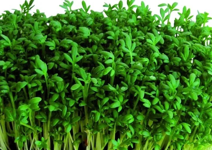 Базилик тимьян розмарин. Микрозелень иконка. Петрушка petroselinum. Шпинат остролистный. Зелень тут.