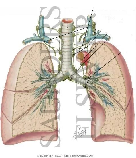 Легкие увеличен узел. Бронхиальные лимфоузлы. Лимфоузлы бронхов. Лимфоотток легких анатомия. Бронхопульмональный лимфоузел.