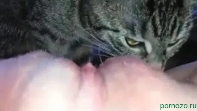 Кошка Вылизывает Пизду Порно