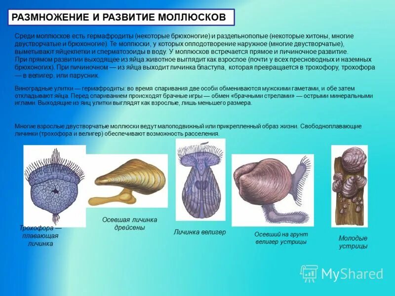 Тип развития двустворчатых. Морские брюхоногие моллюски размножение. схема развития брюхоногого моллюска. класс двустворчатые размножение. размножение двустворчатых моллюсков.