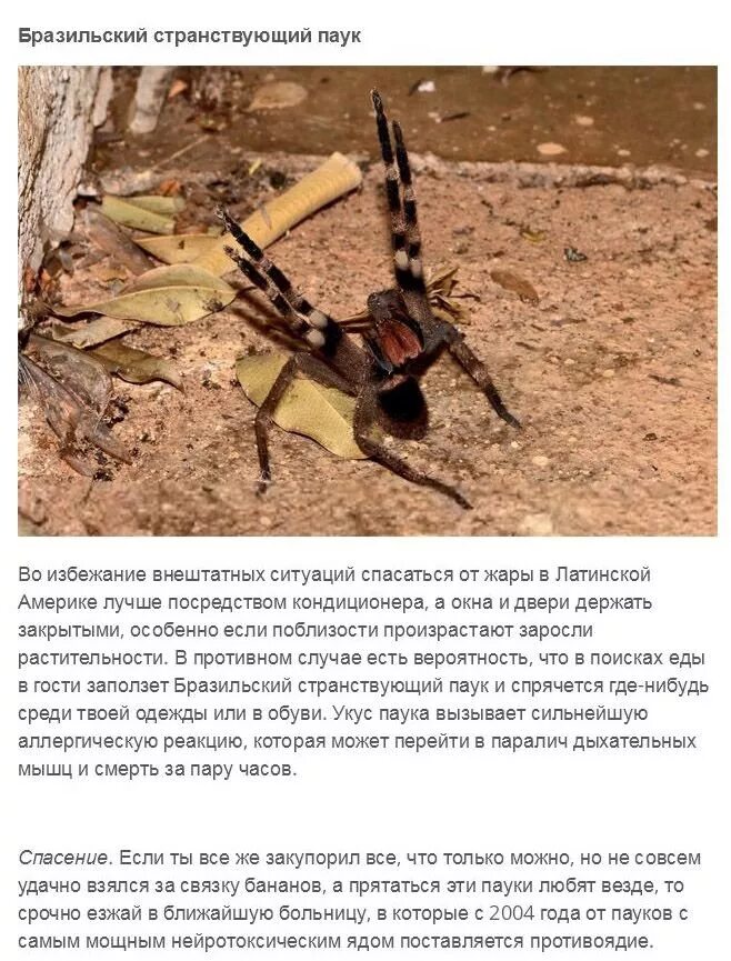 Укус странствующего паука. Бразильский блуждающий паук описание. насекомые бразилии самые опасные. бразильский странствующий паук укус вызывает.