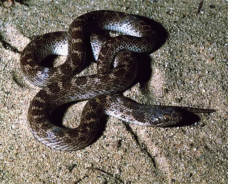 North Snakes Северодвинск. Hypsiglena ohorhynchus. Night Snakes Tensu.