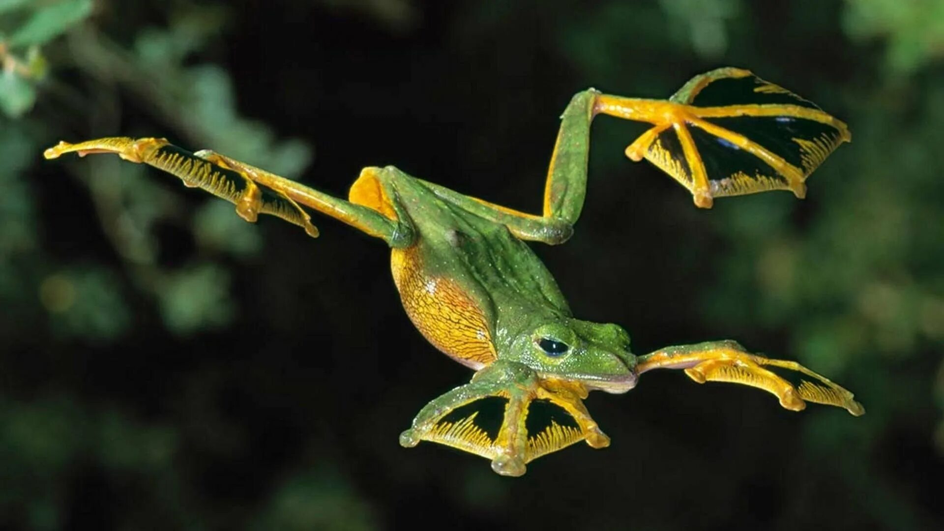 Летающие земноводные. Яванская веслоногая лягушка. Яванская летающая лягушка. Лишаистый веслоног. Пятнистая веслоногая лягушка.