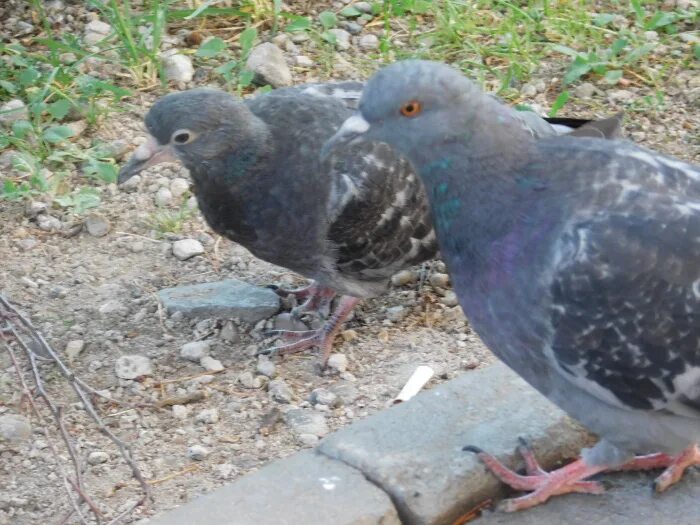 Слеток сизого голубя. Молод и глуб. Молод и глуб. Дикий голубь. Портрет голубя.