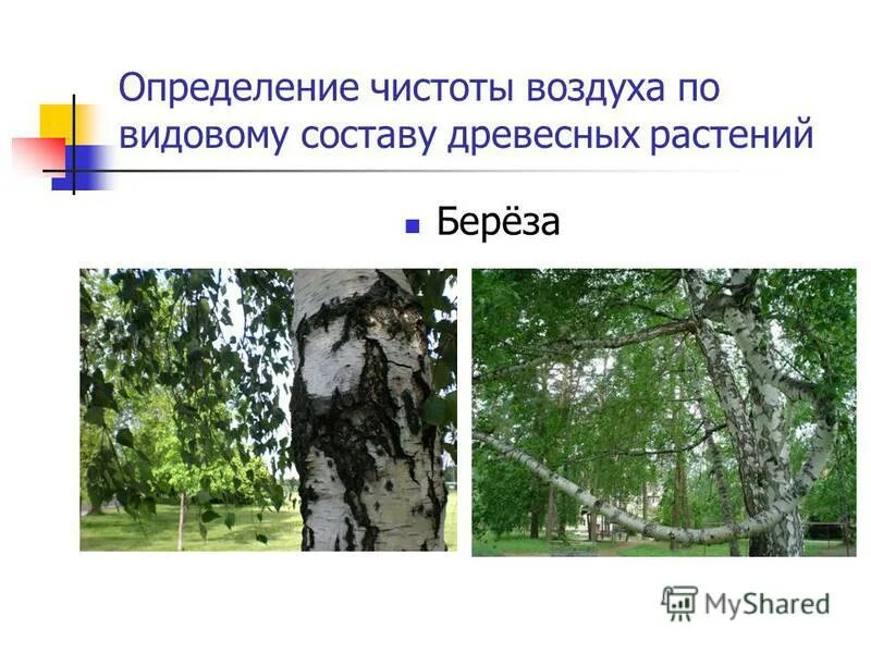 Оценка чистоты воздуха. Чистота это определение. Оценки загрязненности атмосферы лихеноиндикации. Оценка степени загрязнения воздуха. Определение чистоты воздуха.