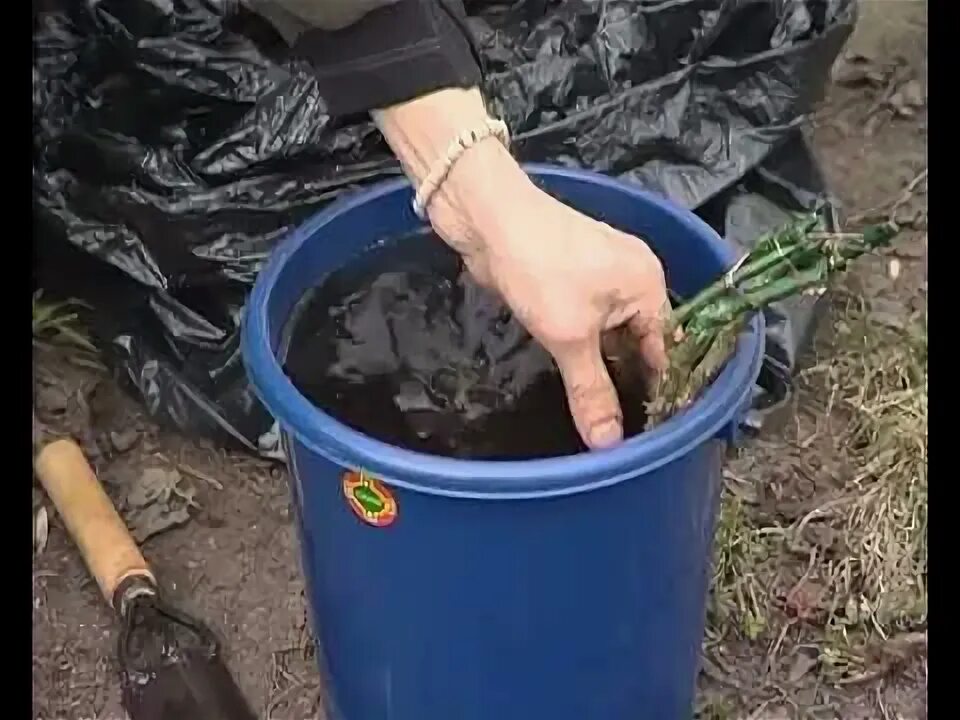 Как посадить розы видео. Как посадить розы видео