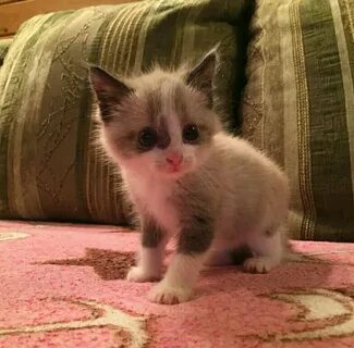 Простые котята 1 месяц