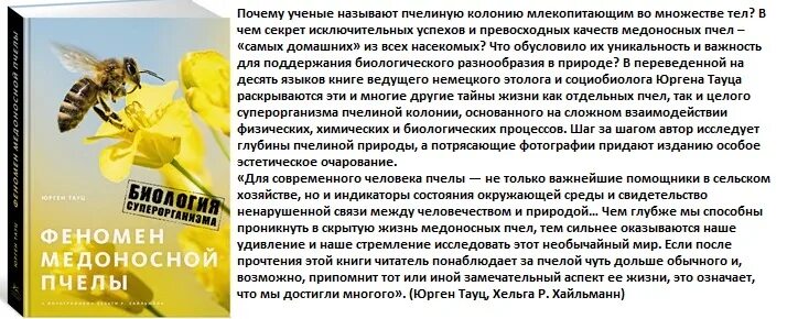 Пчелы в жизни человека. Феномен медоносной пчелы. Юрген Тауц феномен медоносной пчелы. Юрген Тауц феномен медоносной пчелы. Биология суперорганизма. Роль пчелы в жизни человека.