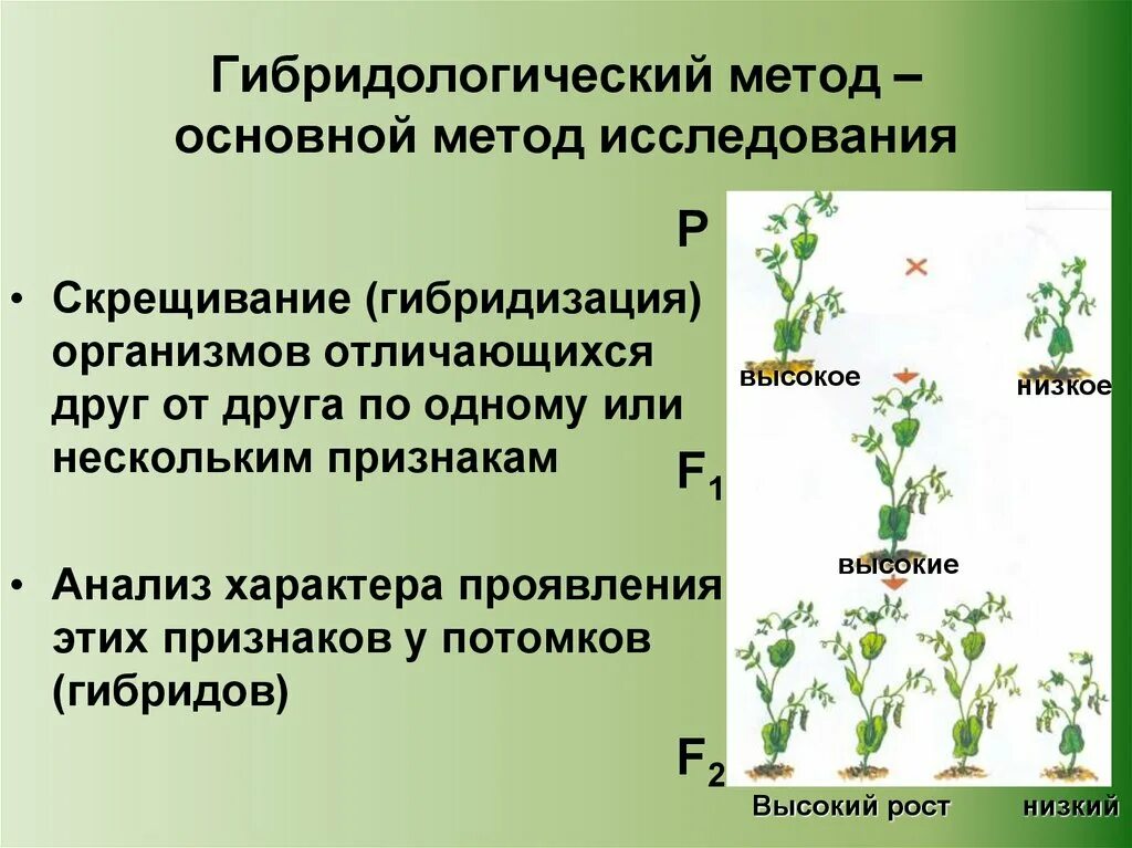 Скрещивание особей отличающихся по одной. Гибридологический метод исследования. Гибридологический метод изучения наследственности. Гибридологический гибридологический метод. Гибридологический метод гибридизация.