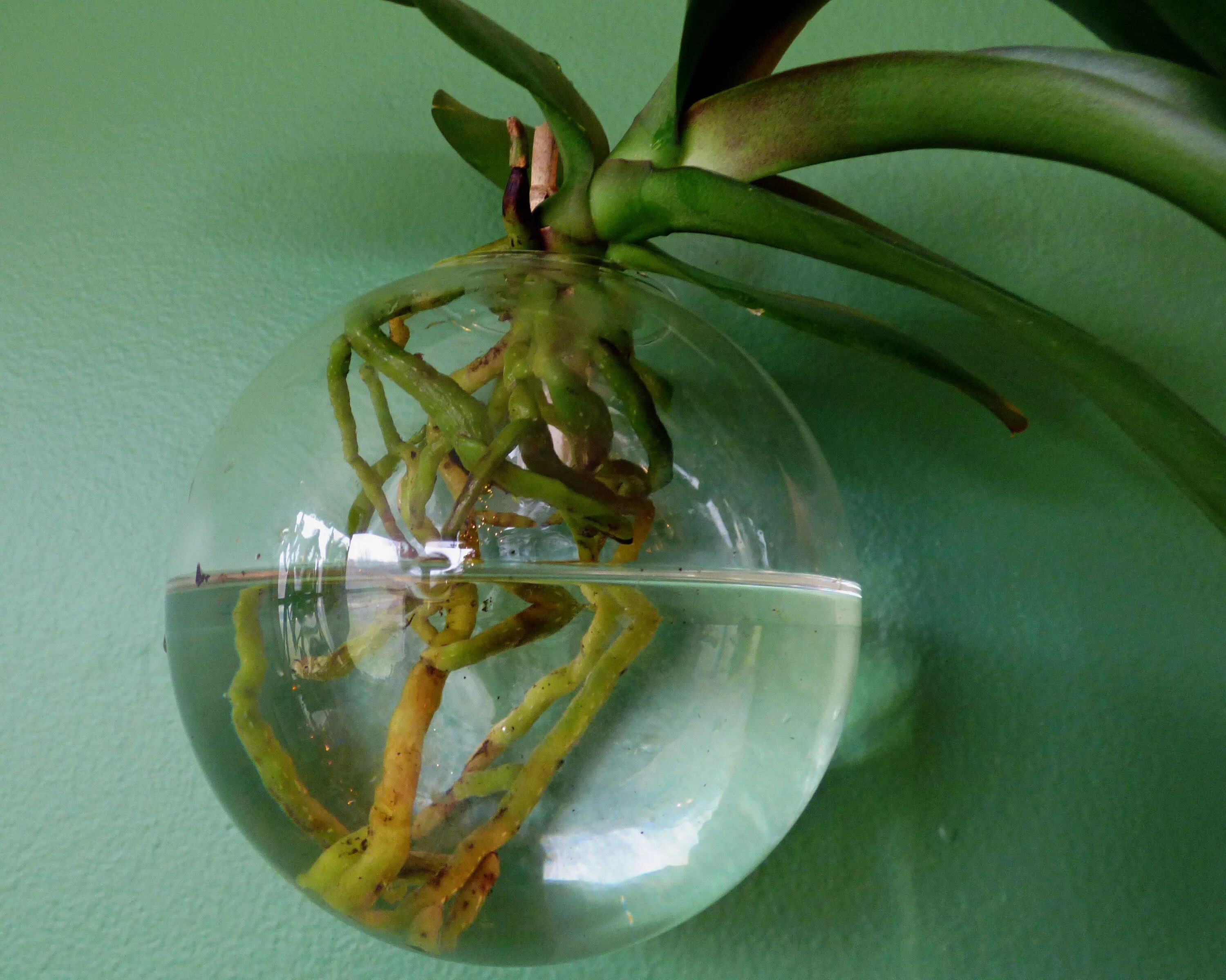 Посадить корень орхидеи. Орхидея фаленопсис полив. Орхидеи на гидропонике. Орхидея растет в воде.
