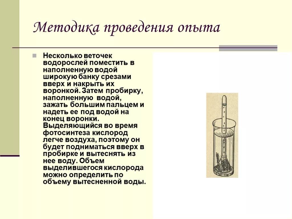 Опыт фотосинтез вода. Методика проведения опытов. Опыт с элодеей. Опыт с веточкой и водой. Эксперимент с веточкой в воде.