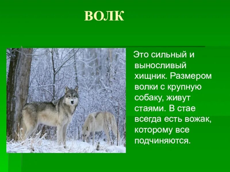 Сообщение о животном 5 класс. Волк краткое описание. описание волка. доклад о волке 3 класс. доклад про волка.