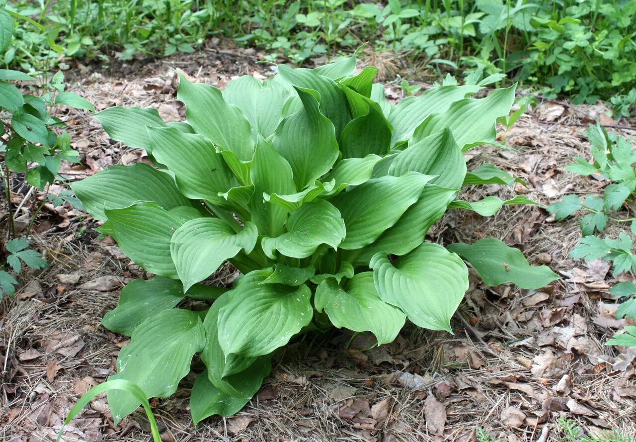 Хоста фростед джейд. Хоста прованс. Хоста зоундс (ml) zounds. Хоста стрекоза. Хоста сорта прованс.