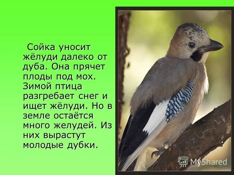 Сойка разгребает листья ищет упавший орех. Сойка от далеко дуба уносит желуди. сойка птица желудь. далеко от дуба сойка. птица которая прячет желуди в землю.