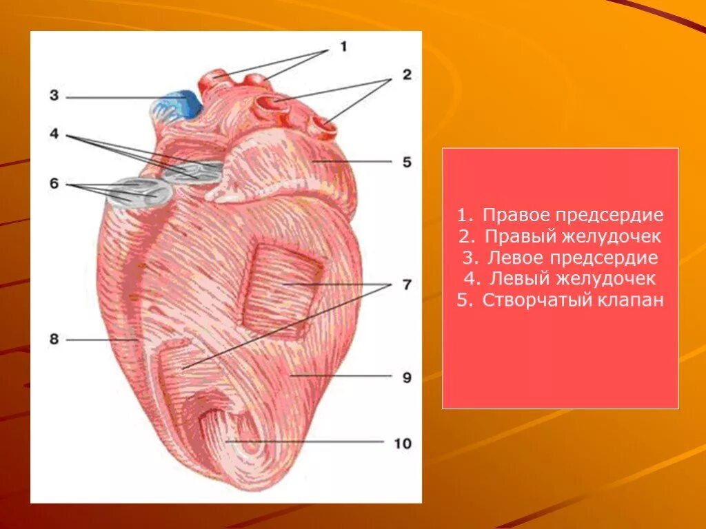 Предсердие желудка. Правое предсердие. Левый и правый желудочек. Правое предсердие человека. Левое предсердие правый желудочек.